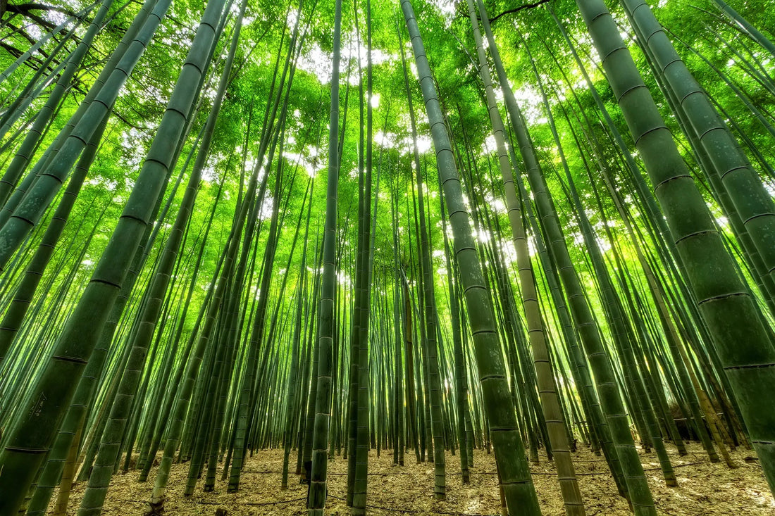 Sous-bois ou l'on voit des bambou vivant.