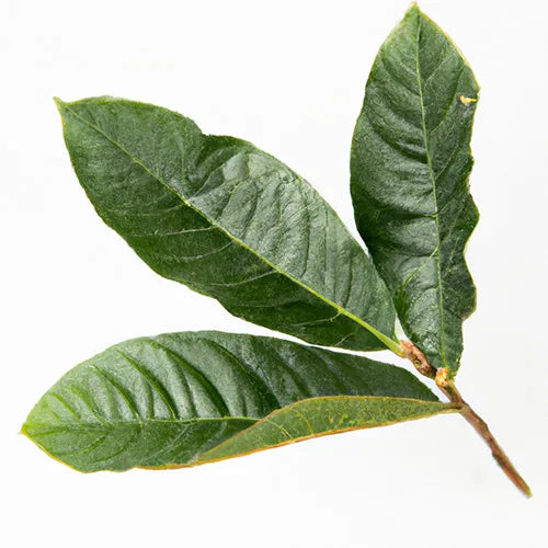 Trois brins de feuille de leaf disposés harmonieusement sur un fond blanc pur.