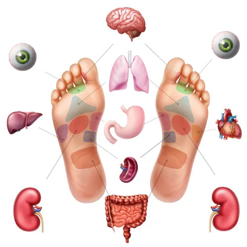 Schéma de la plante des pieds montrant les points d'acupuncture correspondants aux organes tels que les yeux, le cerveau, les poumons, l'estomac, le coeur, les reins, l'intestin, le foie et le pancréas, symbolisés par des taches colorées.